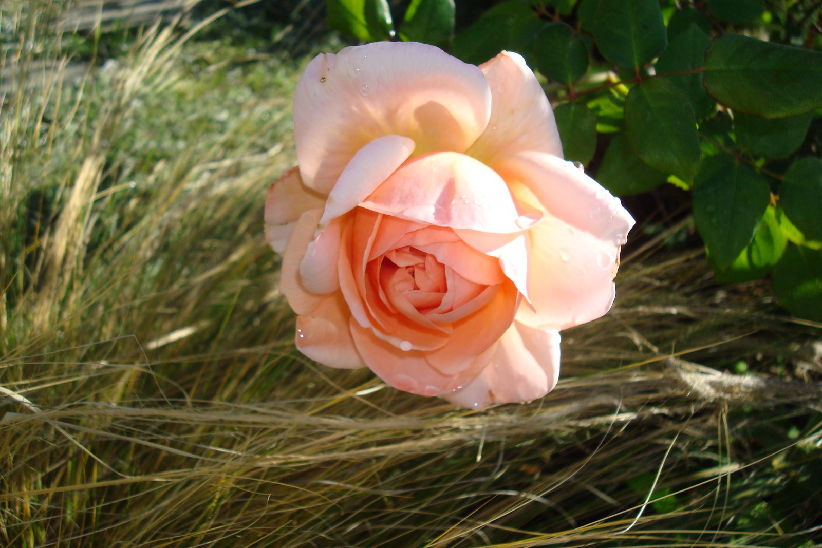 [DSC06740.JPG]