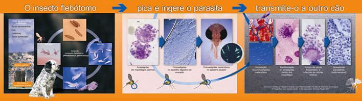 CICLO DA LEISHMANIOSE NO CACHORRO ATRAVES DA PICADA DO MOSQUITO