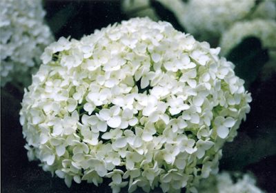 Hydrangeas are poisonous to cats Hydrangeas are poisonous to cats.