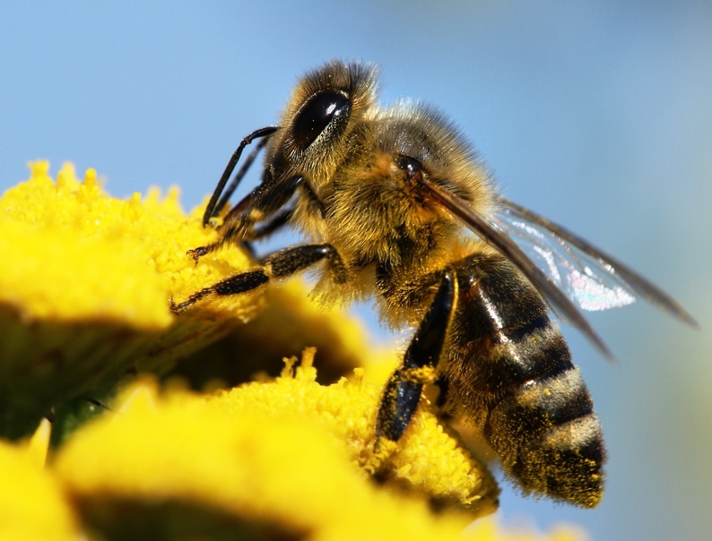 keep our island bees healthy keep our island bees healthy