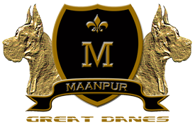 Maanpur Great Danes - Available