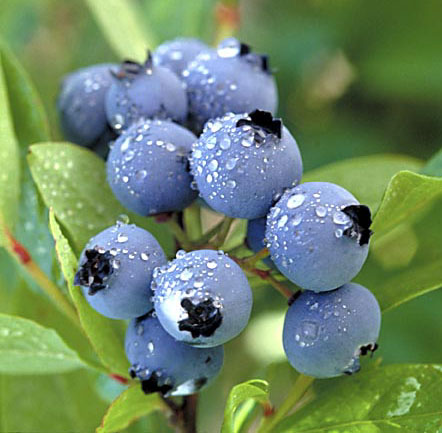 [blueberries_01.jpg]