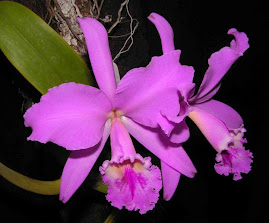 orquidea cattleya labiata