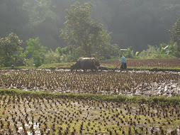 ngawuluku