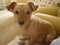 Our Dog, Terry