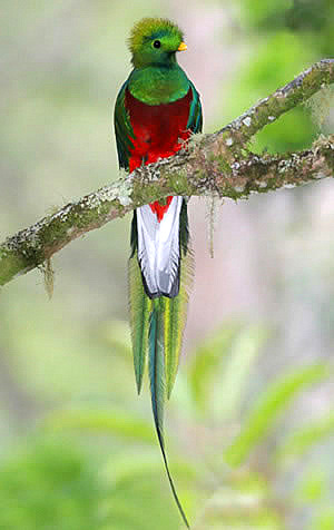 [resplendent-quetzal1.jpg]