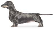 AKC Dachshund Description