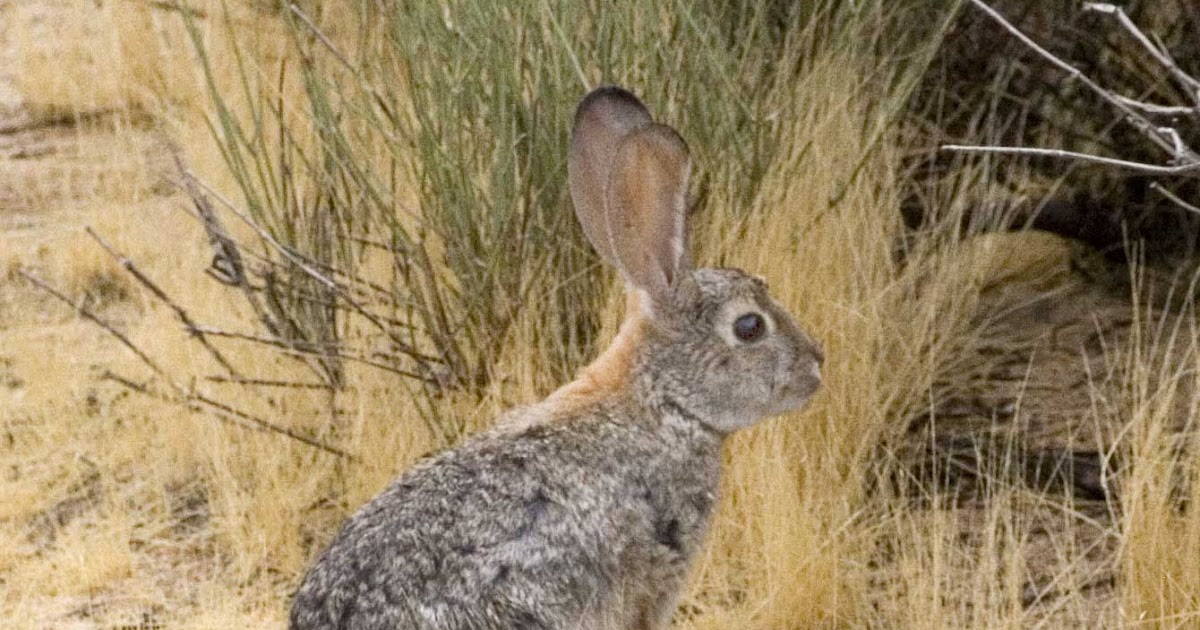 Palm Springs Daily Photo Rabbits in the Desert