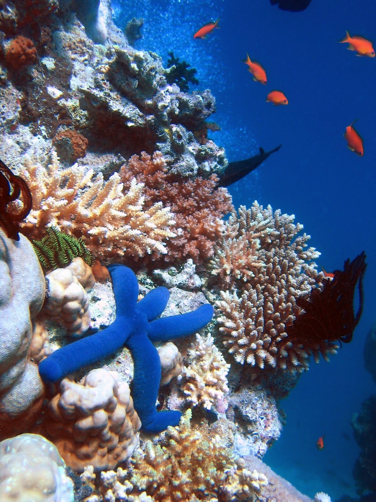 [Blue_Linckia_Starfish.JPG]