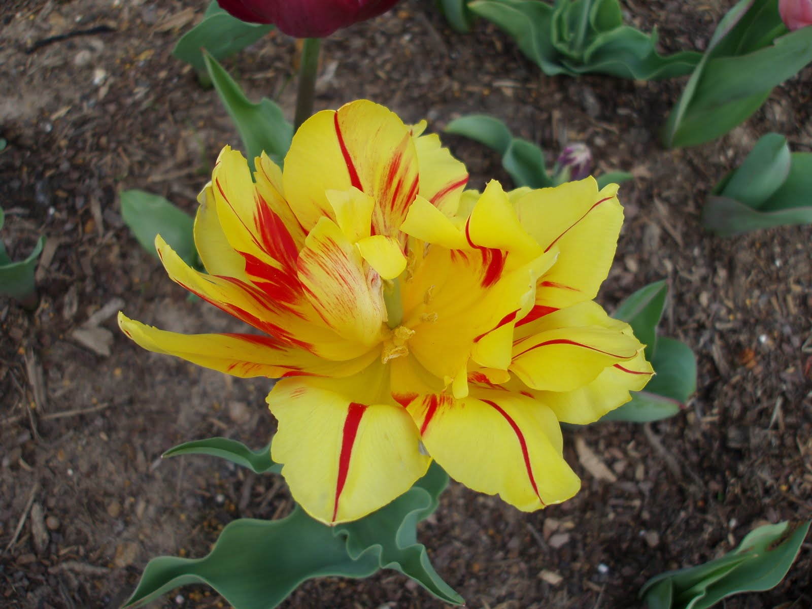 Almost Tropical in Texas Tulips in Houston!