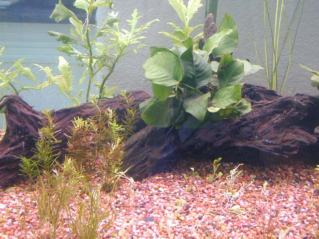 goldfish planted tank. Planted Aquarium