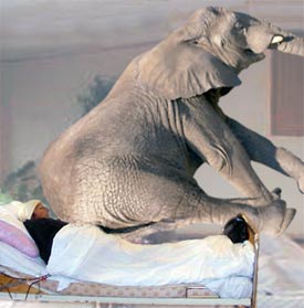 تفسير الأحلام: رؤية الفيل ، الأفيال ، في الحلم ، بحسب كتاب (تفسير الأحلام) لأبن سيرين Elephant&woma2