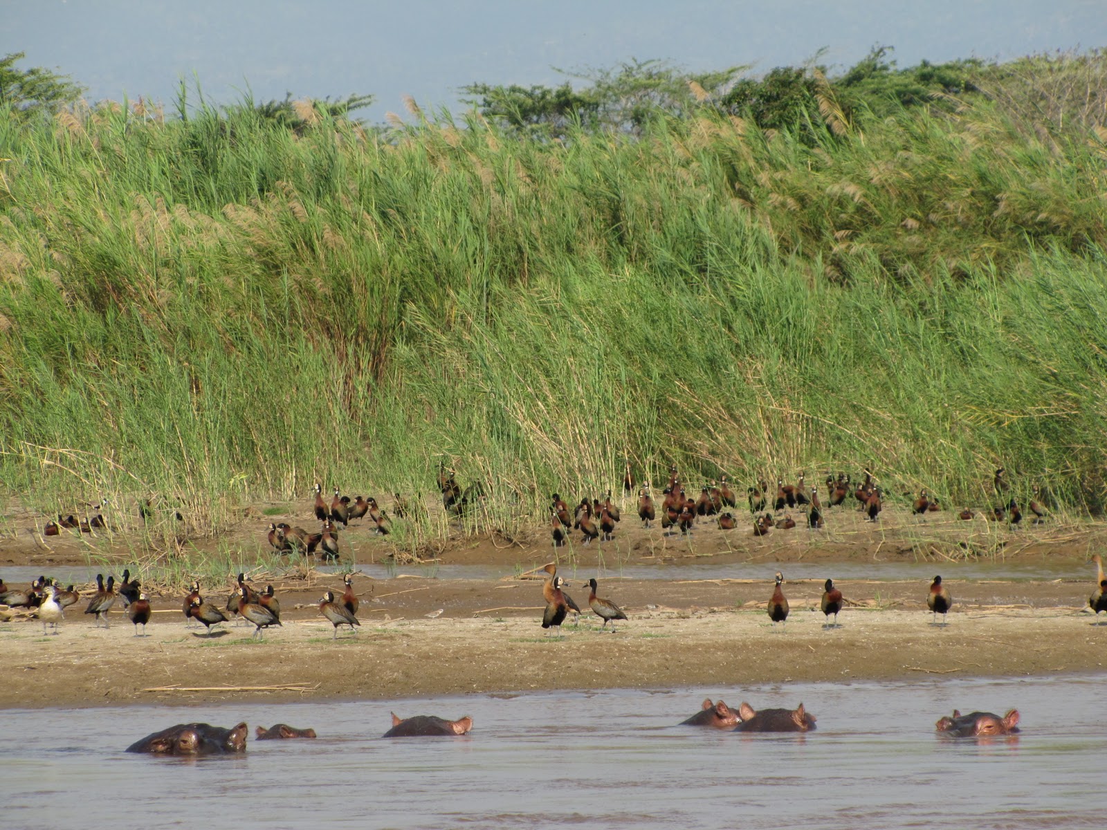 Hippos Habitat