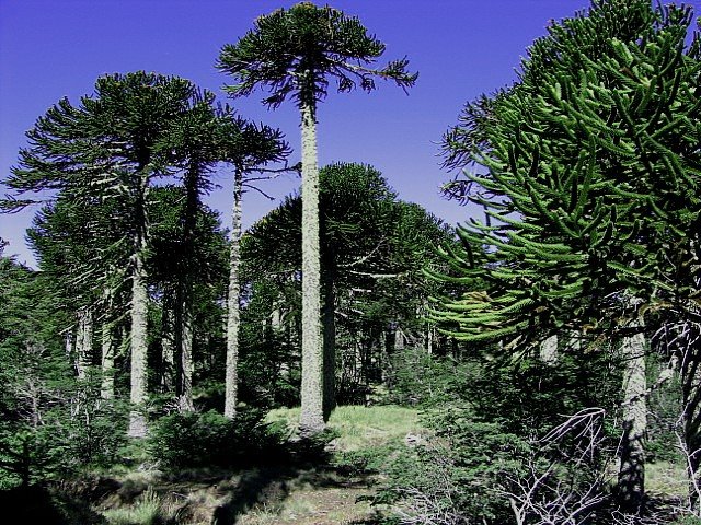[ARAUCARIAS.jpg]