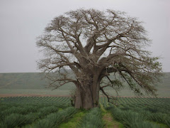 Baobab tree