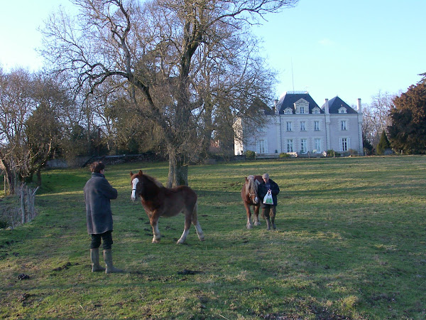 85 / France (Western Loire Valley, Pays d'Nantais)