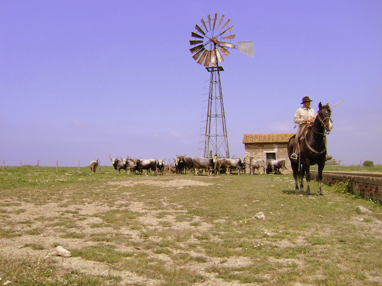 ITALY / A cowboy and his cattle in the Western Maremma region (Tuscany) / @JDumas