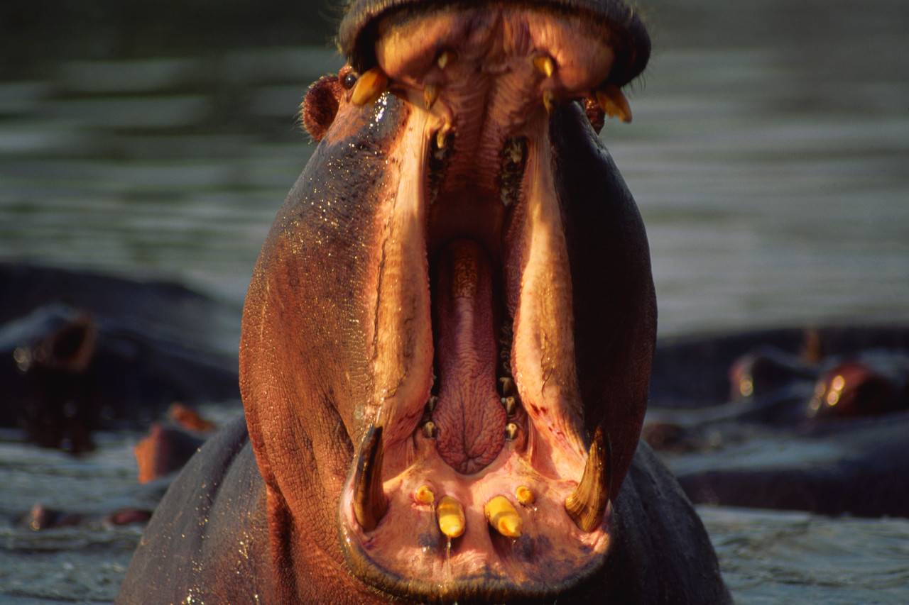 [clipart+yawn+hippo.jpg]