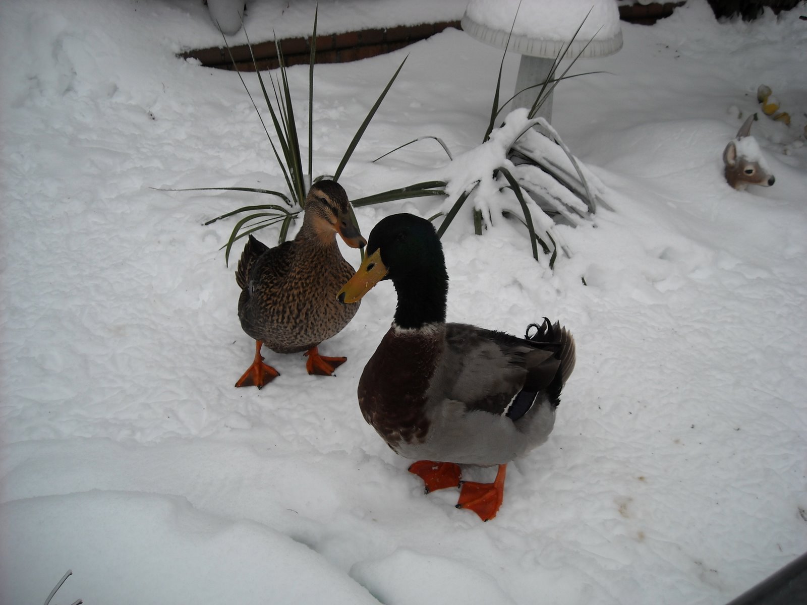 [portland+in+the+snow+021.JPG]