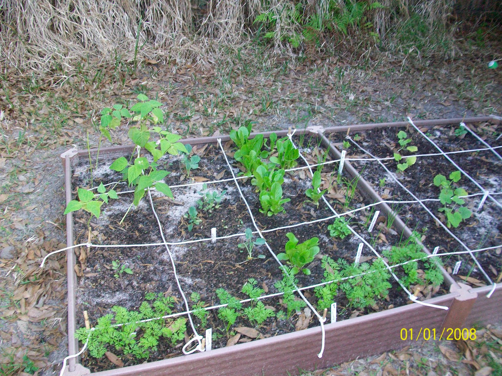 Backyard Veggie Garden