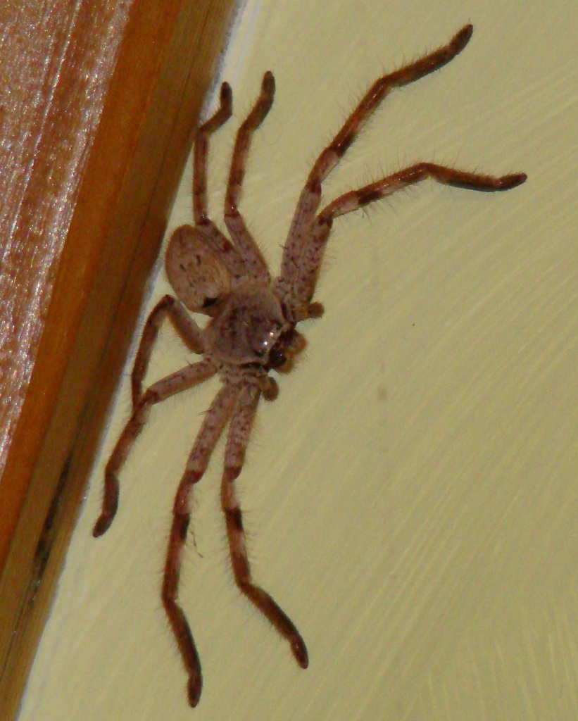 scrap-huntsman-spider-australia.jpg