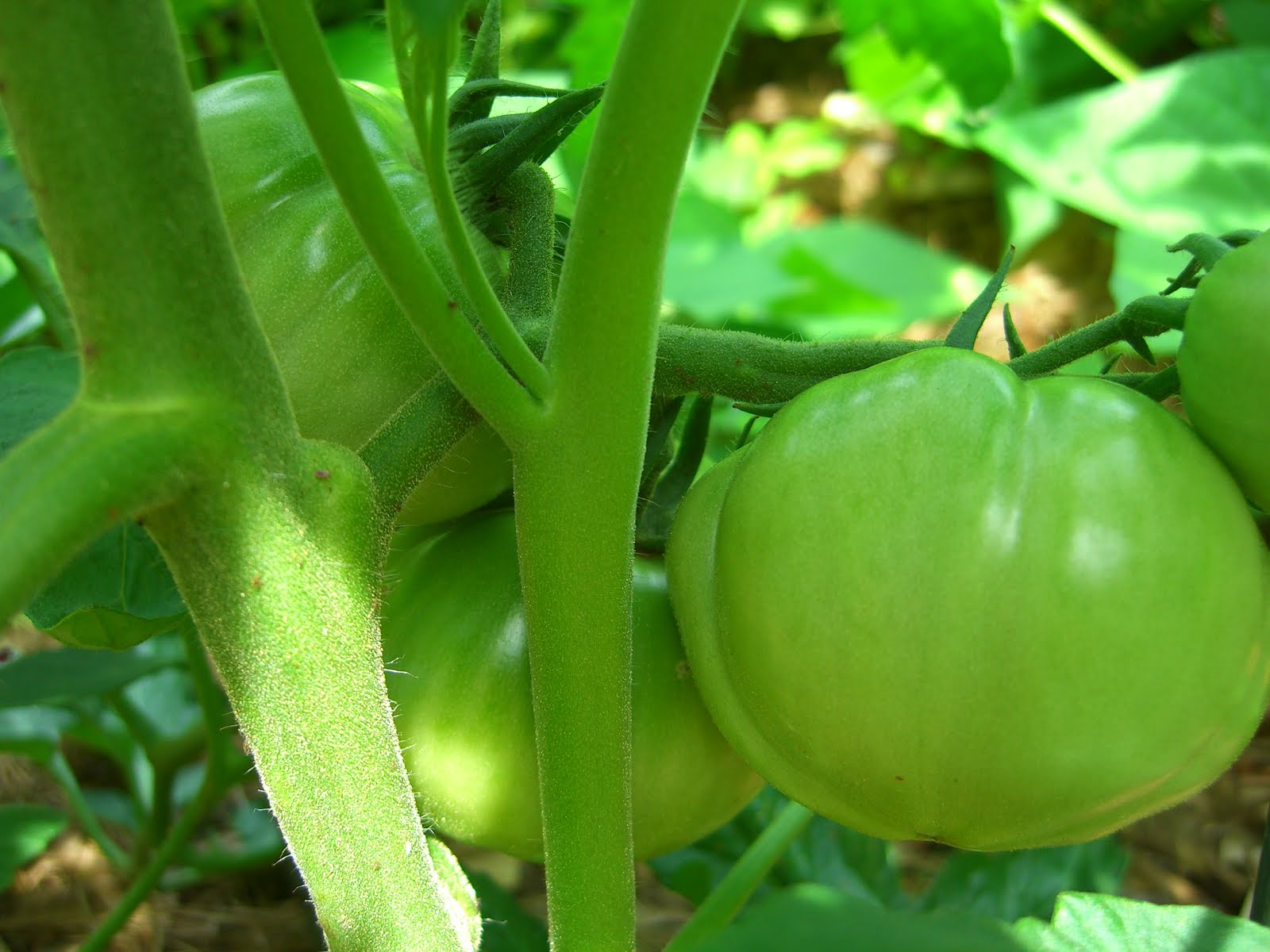 Hungry Happy Healthy Tomato Fertilizing
