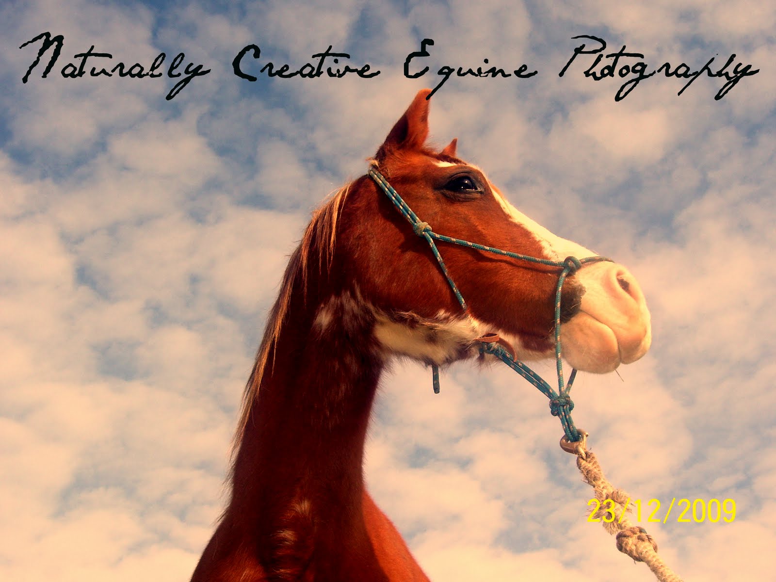 Naturally Creative Equine Photography