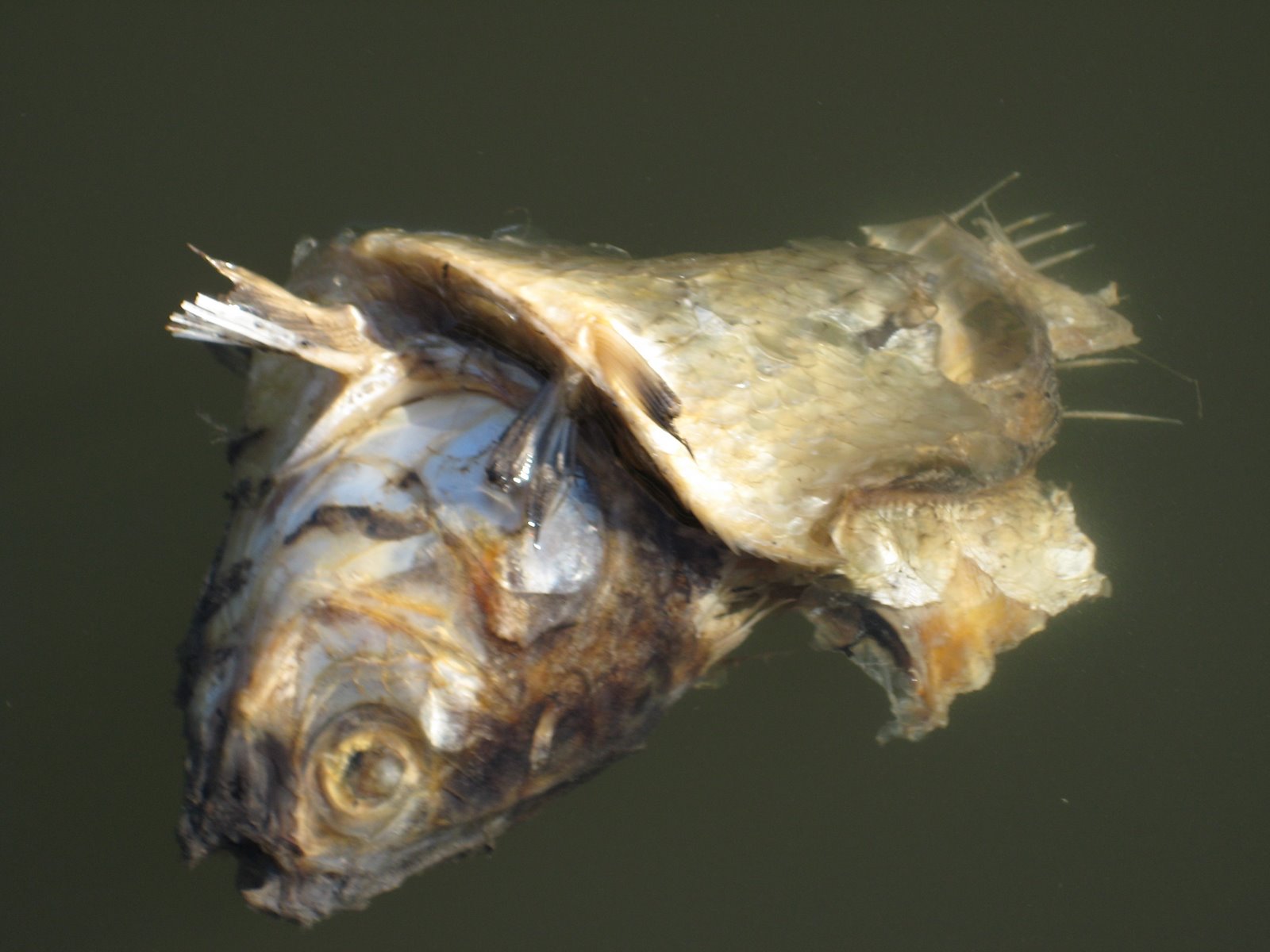 [deadfish01.JPG]