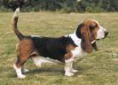 Anjing basset hound