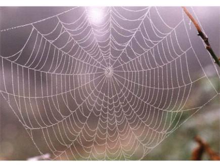 [spiderweb2.jpg]
