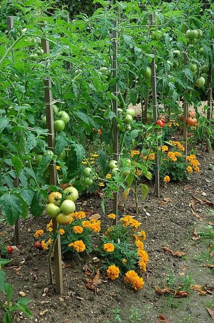 ou planter oeillet d&rsquo;inde potager