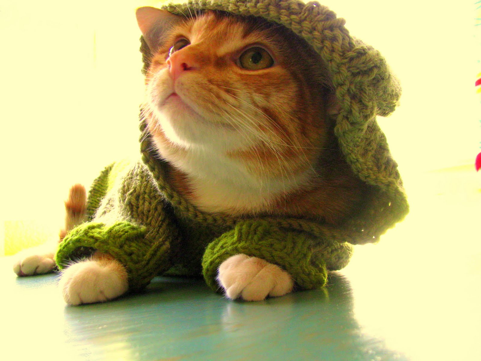 A Schott of Class The Cats Out Of The Hoodie