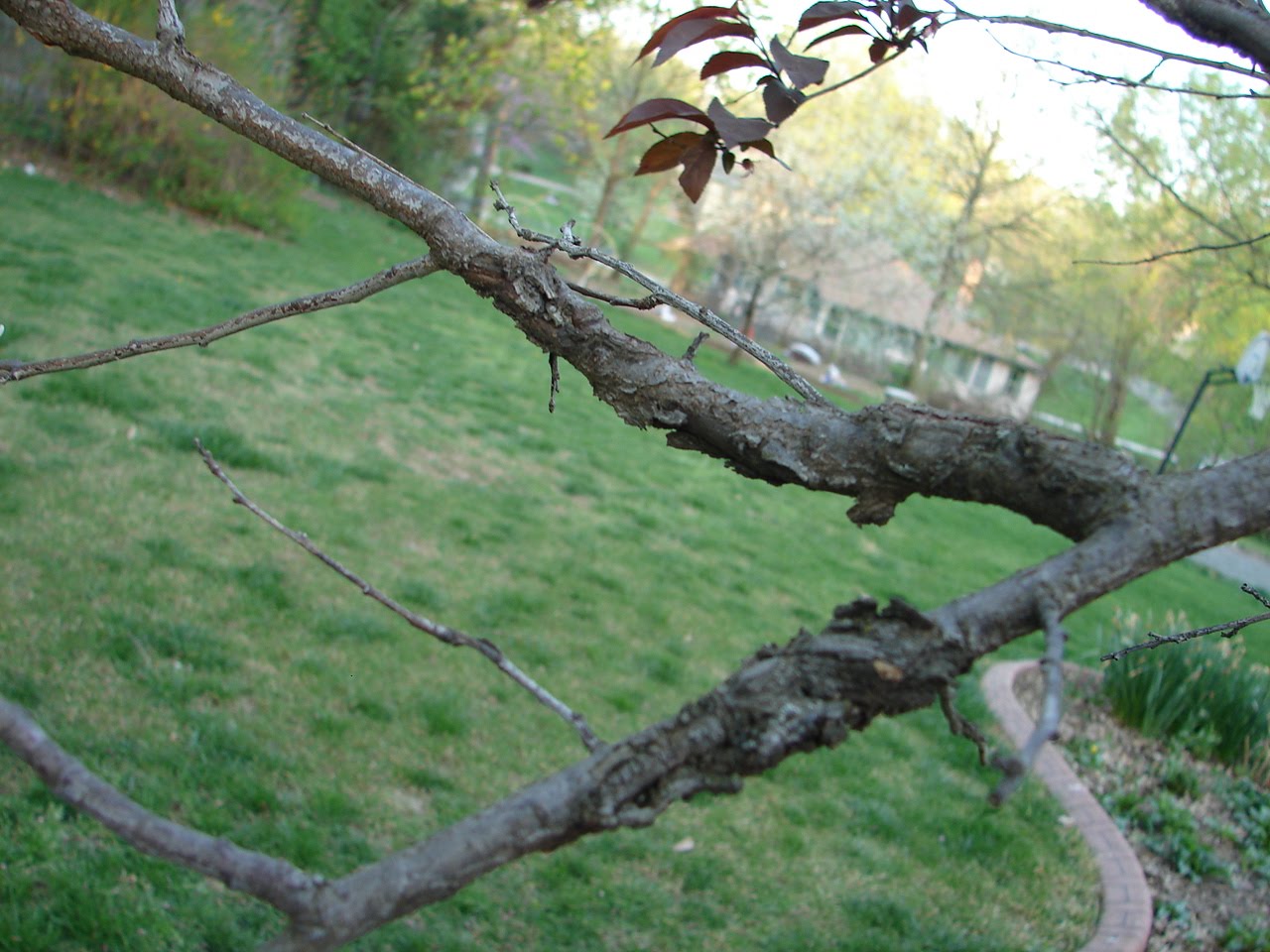 GardenRambler: My purple leaf plum is infected with ...