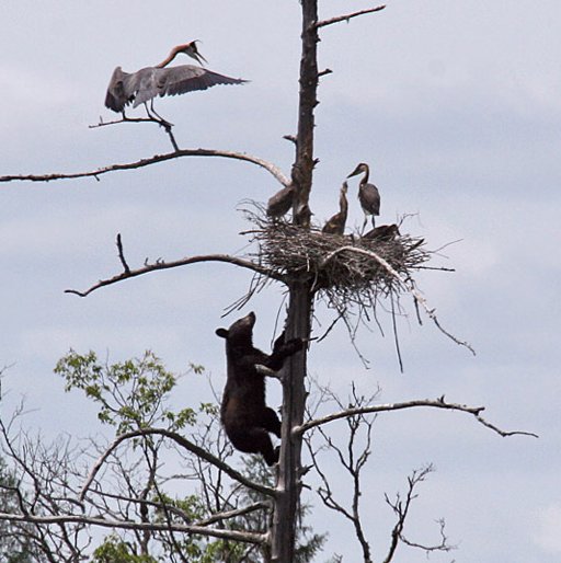 [BearHeron1.jpg]