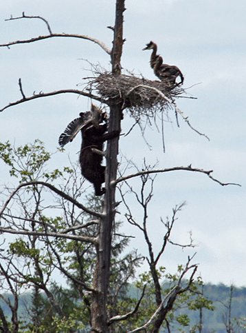 [BearHeron3.jpg]