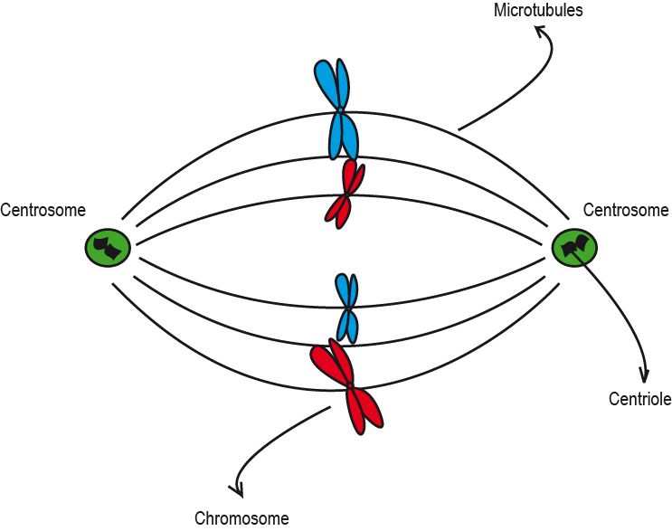 Centrosomes are involved not
