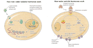 Water Soluble Hormone