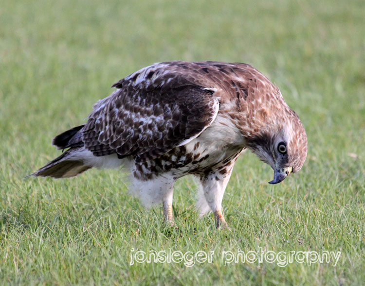Northern Illinois Birder RedTailed Hawk