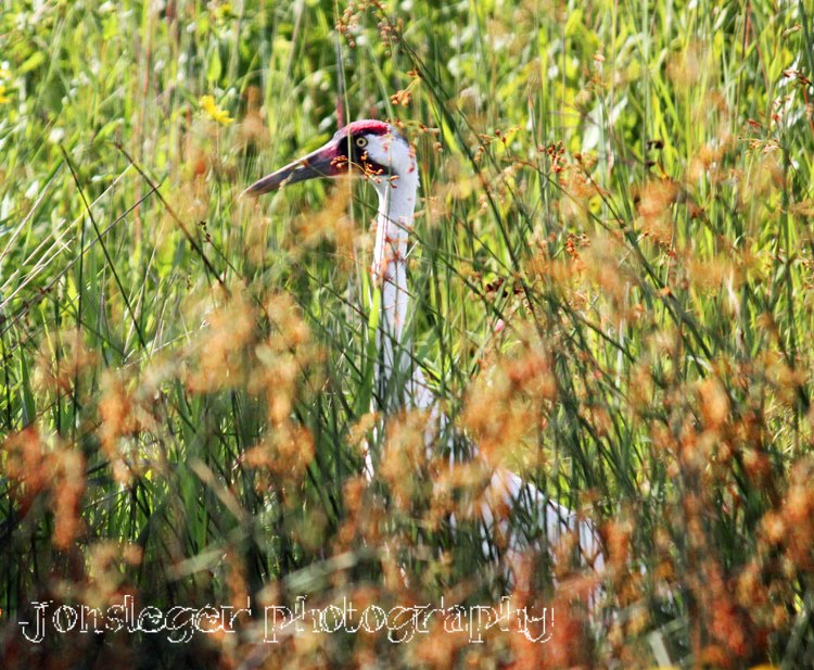 Northern Illinois Birder Whooping Cranes