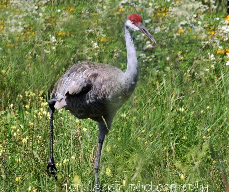 Northern Illinois Birder Greater Sandhill Crane
