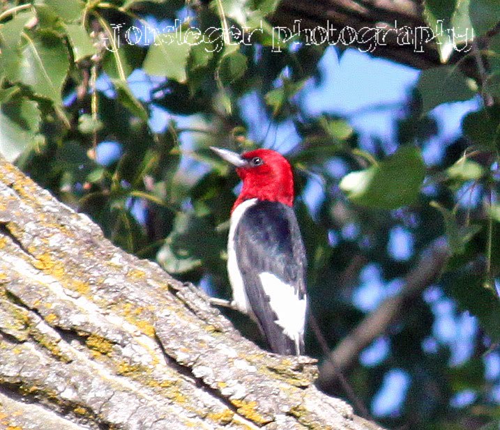 Northern Illinois Birder: Red-headed Woodpecker and Red-breasted Sapsucker