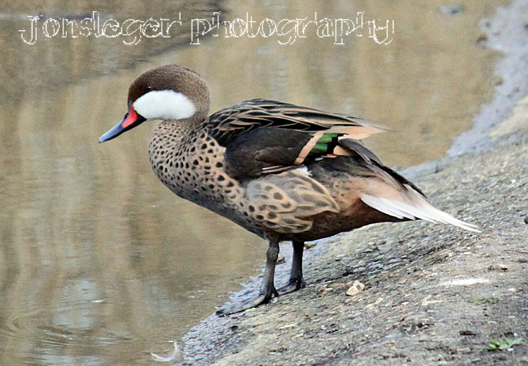 Bahama Pintail