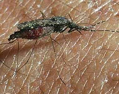 [anopheles.JPG]