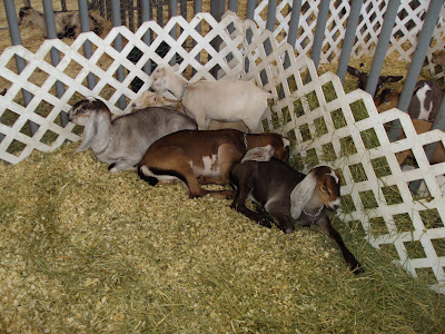 Goat Home
