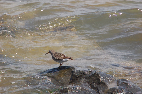 Purple Sandpiper