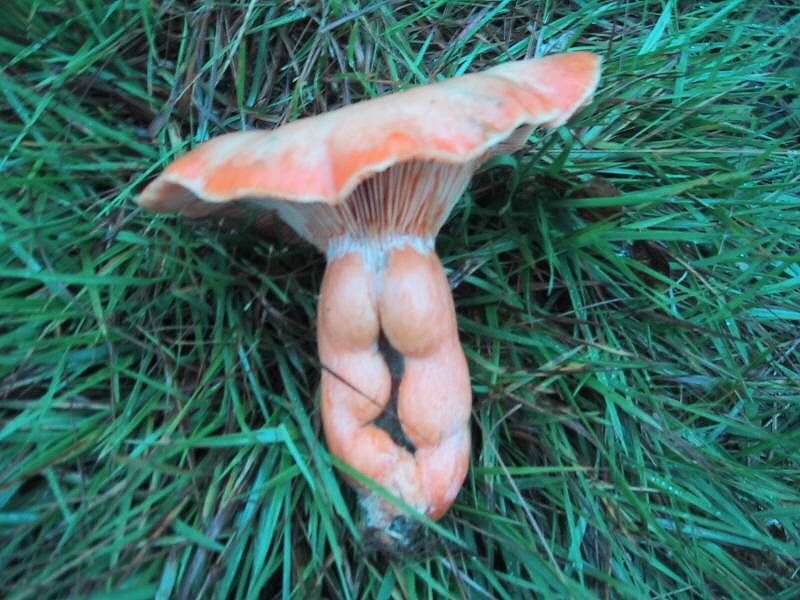 [mushroom.bmp]