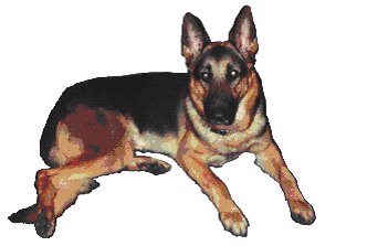 [perro3.bmp]