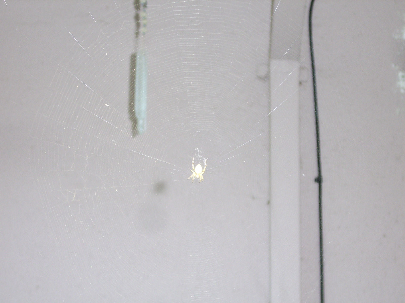 [spider+web+082907.jpg]