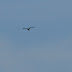House Martins and Rocket powered Osprey