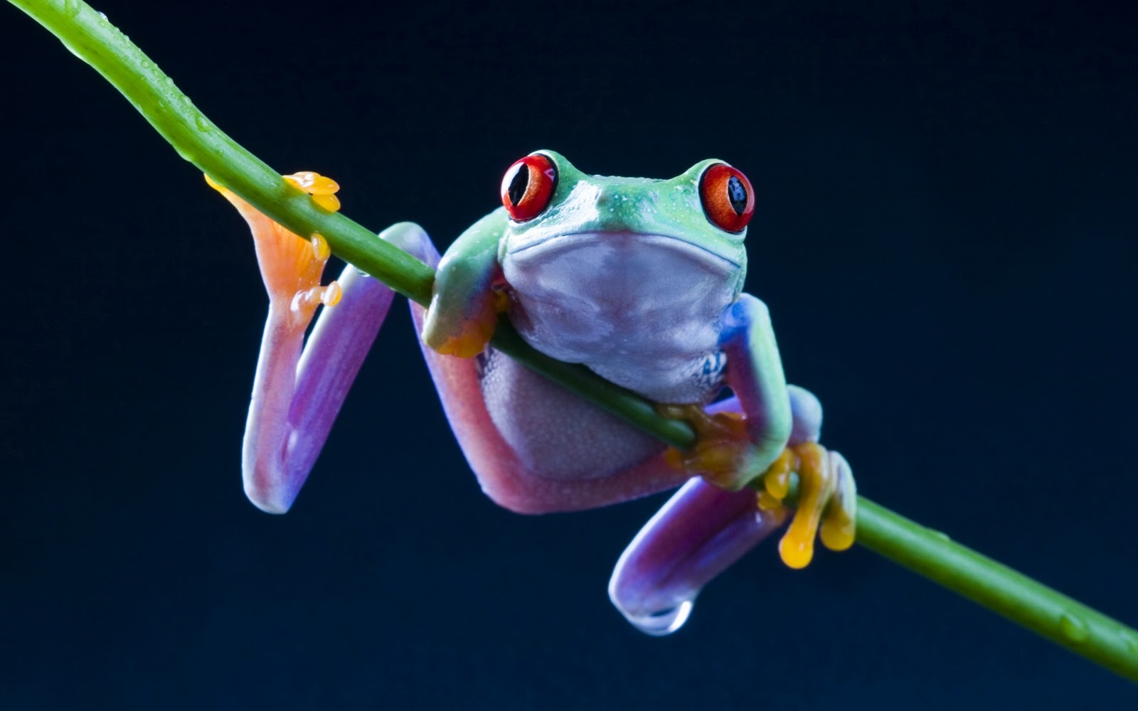 HD frog wallpapers | Photogallery